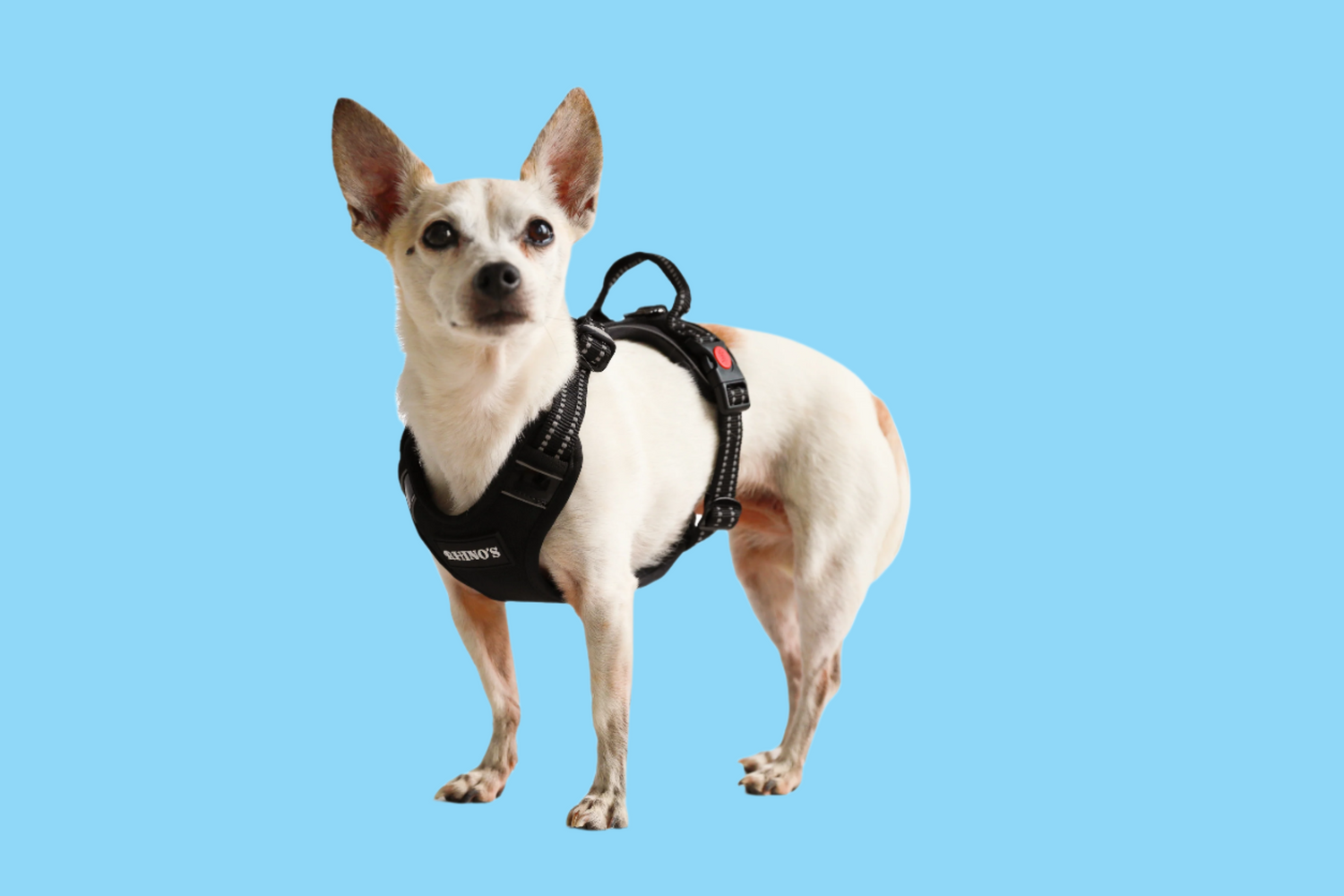 Dog in black harness.