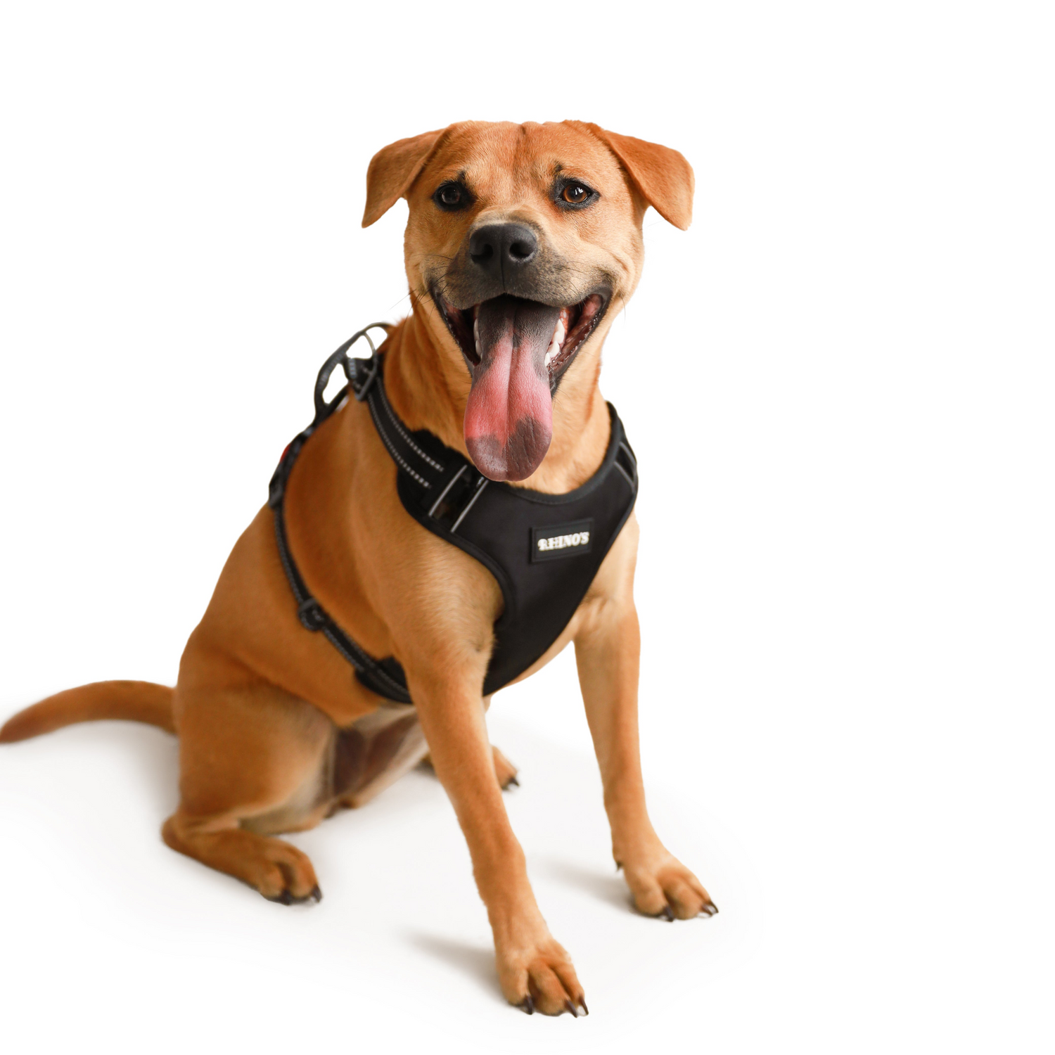 Picture of dog in black harness.