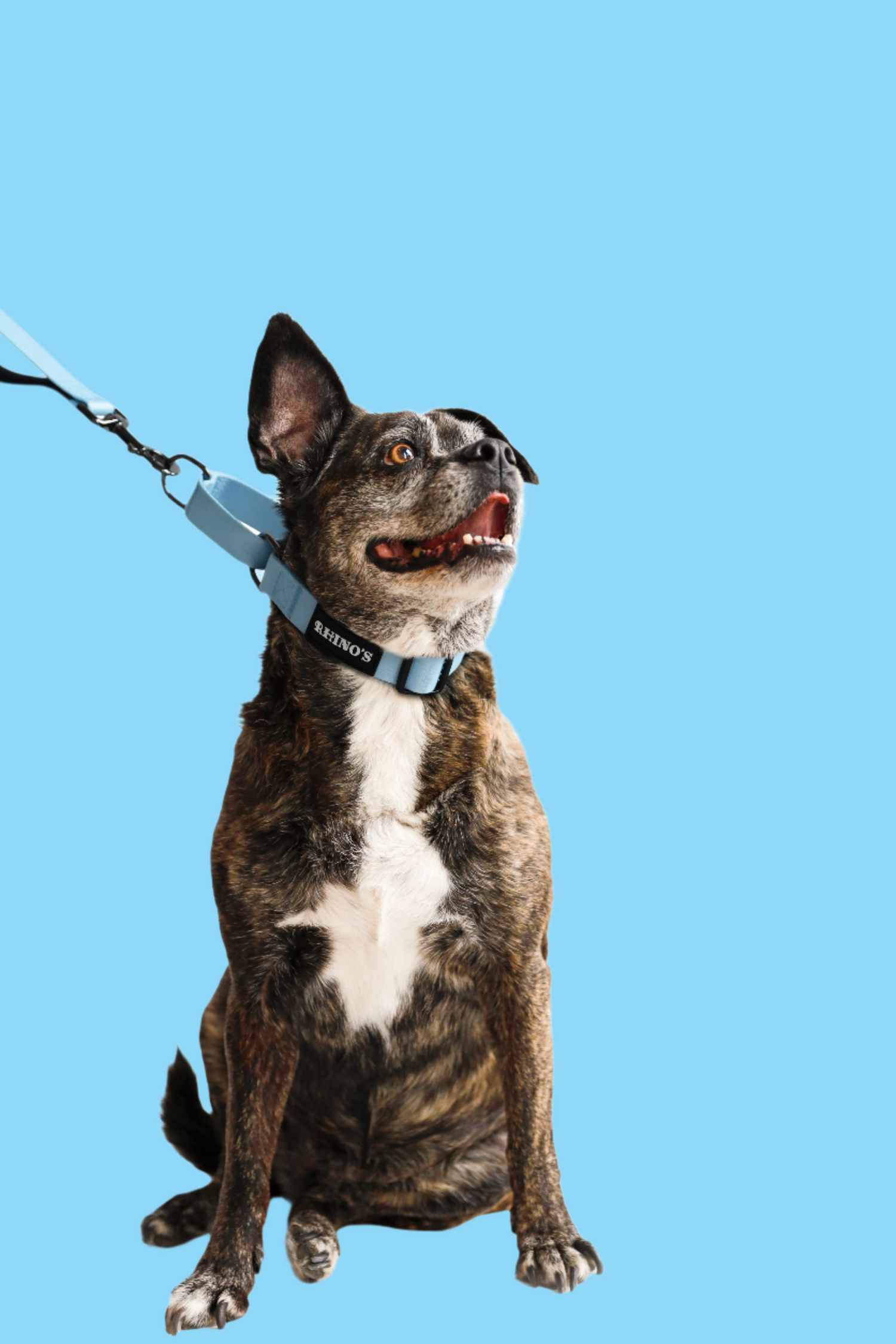 Dog wearing blue rhinos martingale collar and leash.