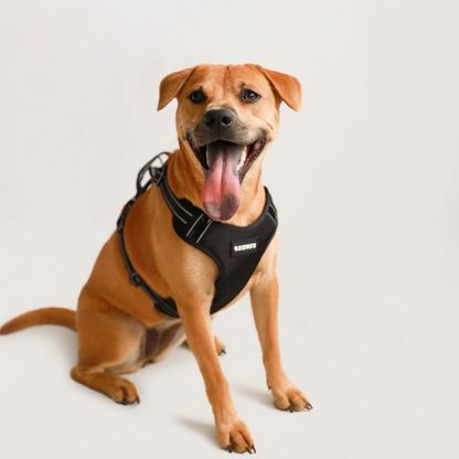 Image of dog wearing black harness. 