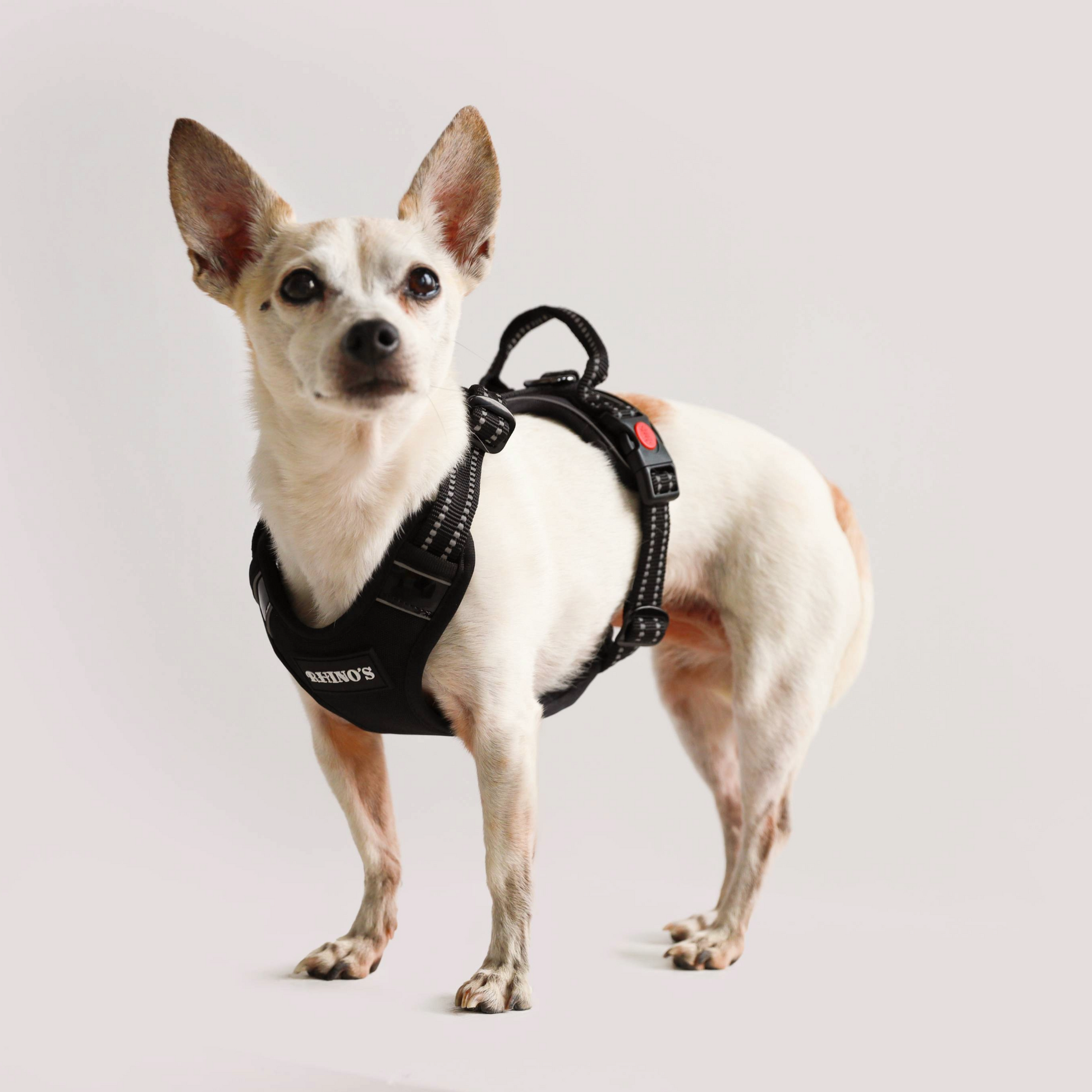 Dog wearing black harness.