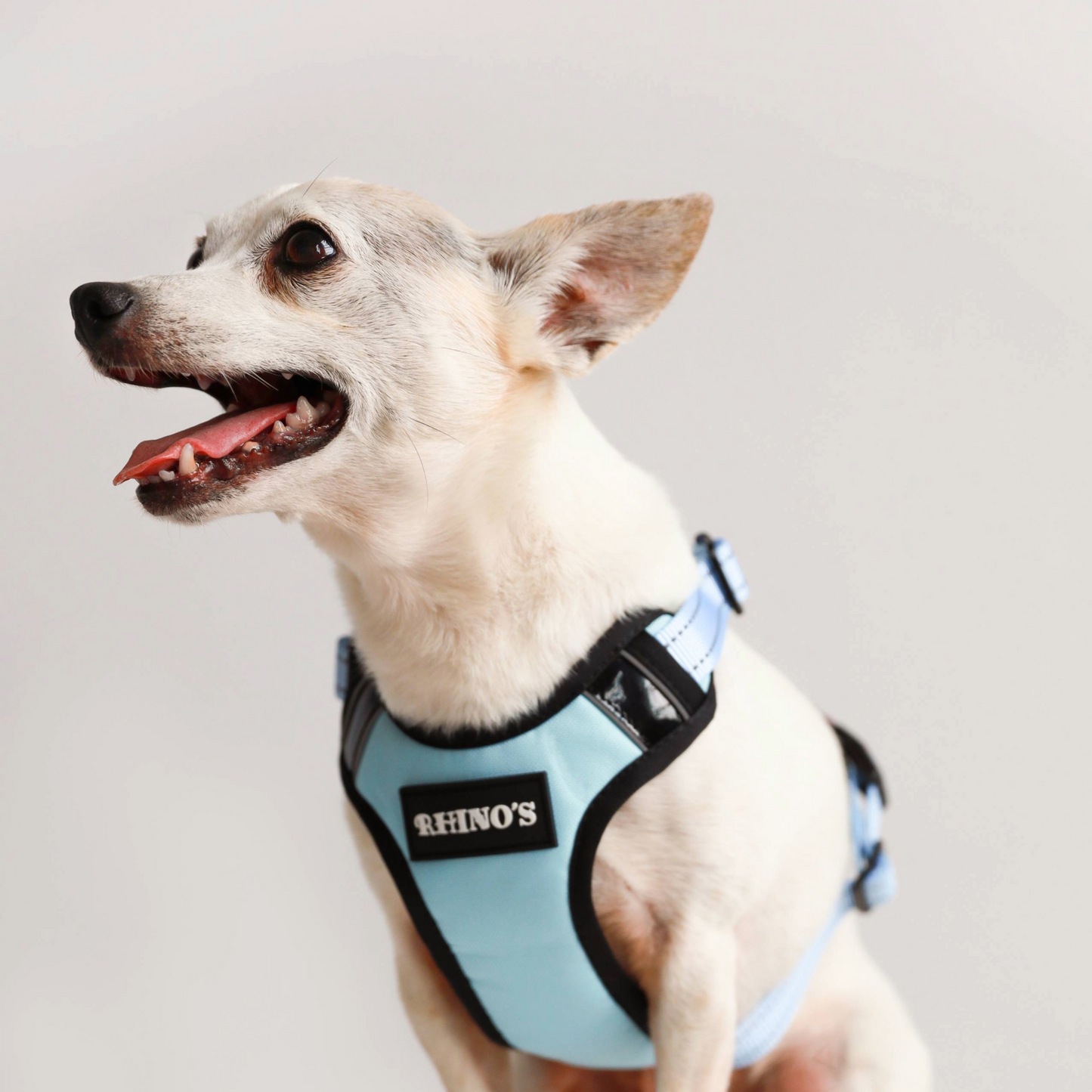 Image of dog wearing blue harness. 