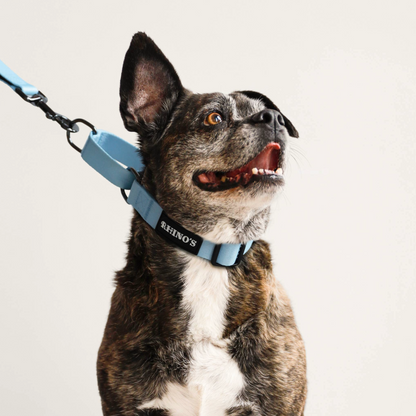 Dog wearing blue martingale rhinos collar with blue leash attached. 