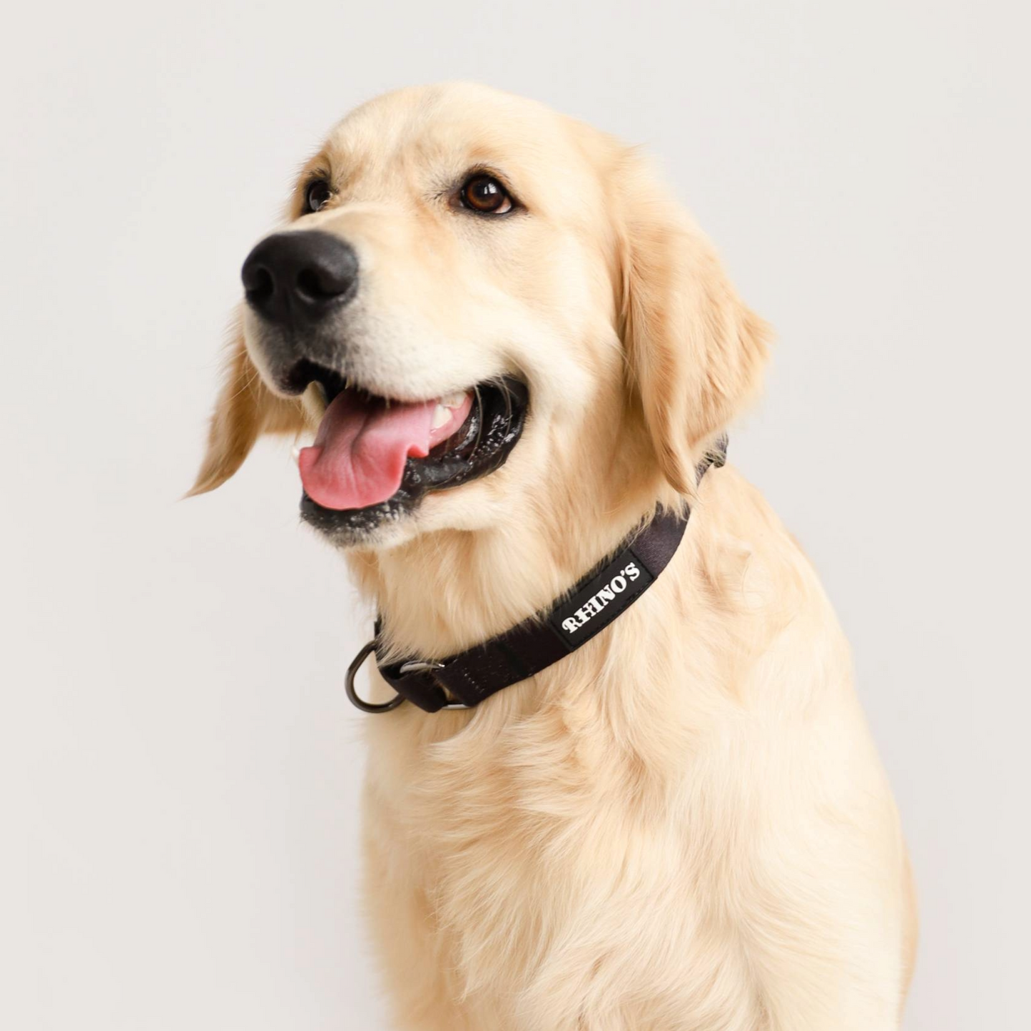 Dog wearing black rhinos martingale collar. 