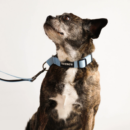 Image of dog wearing blue martingale collar and blue leash.