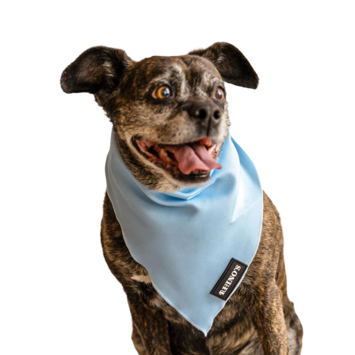 Image of dog wearing blue bandana.