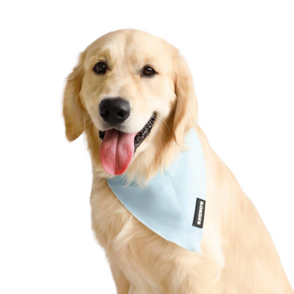 Image of dog wearing blue bandana.