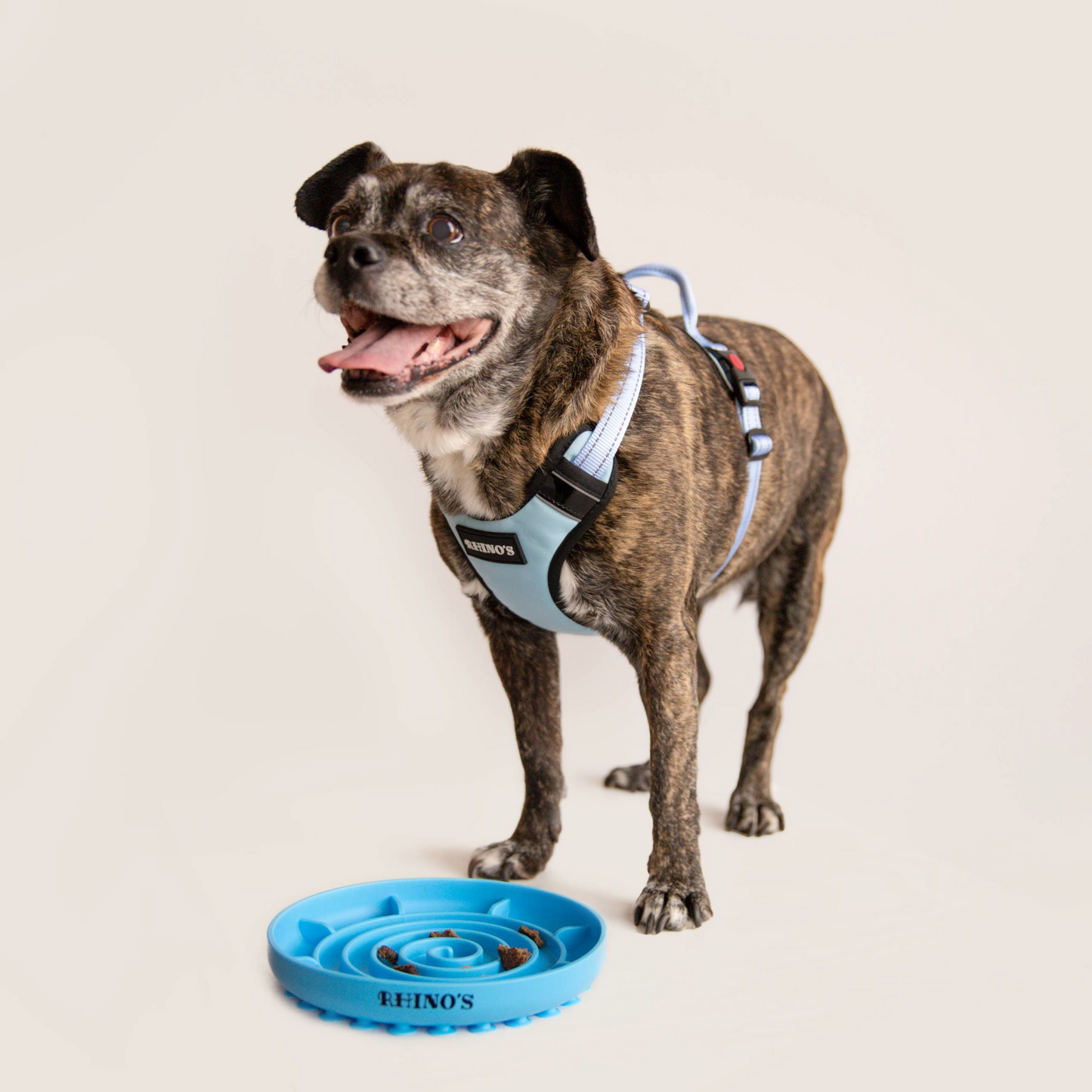 Image of dog wearing blue harness and blue slow feeder bowl.