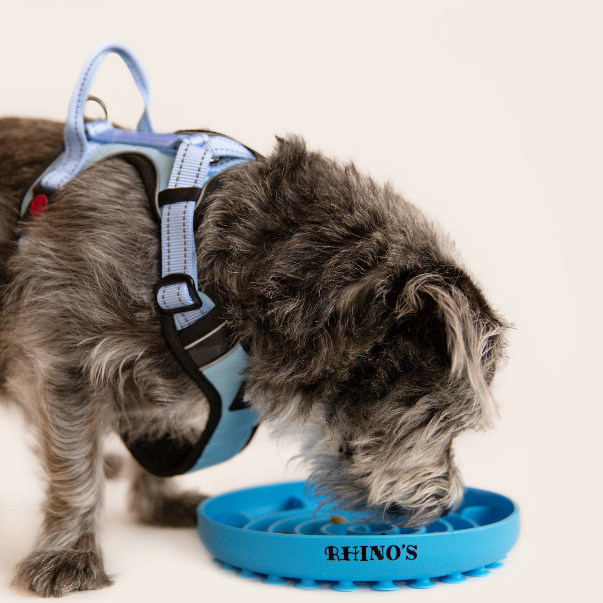 Image of small dog wearing blue harness and eating from blue slow feeder bowl.