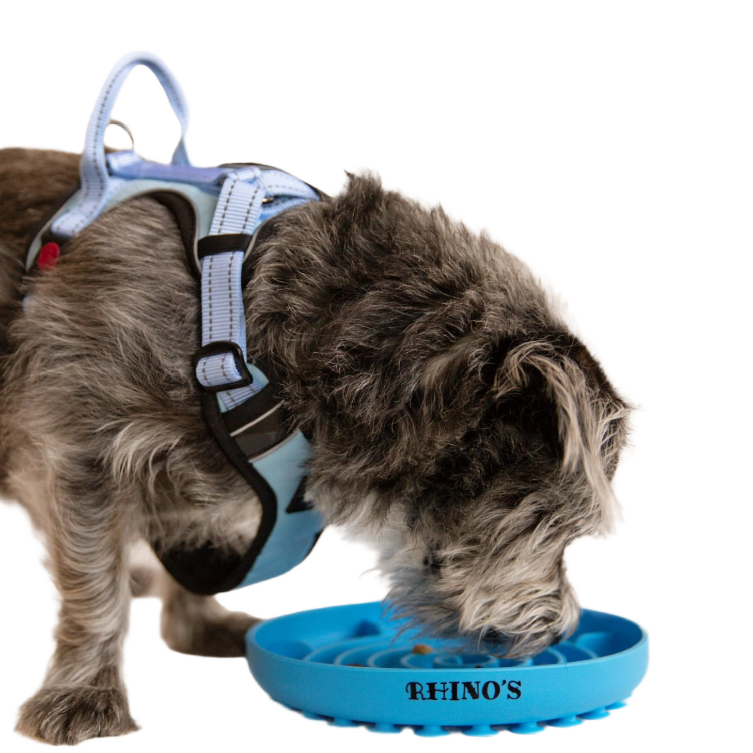 Image of small dog wearing blue harness and eating from blue slow feeder bowl.